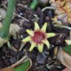 Aspidistra attenuata – Image 2