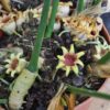 Aspidistra attenuata