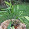 Aspidistra attenuata – Image 3