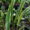 Aspidistra attenuata – Image 4