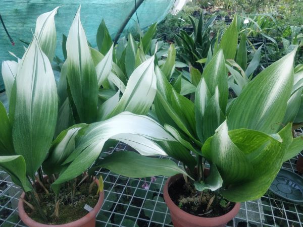 Aspidistra elatior 'Snow Cap' - Image 2