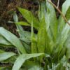 Aspidistra 'Milky Way'