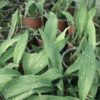 Aspidistra 'Milky Way' - Image 2