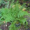 Asplenium bulbiferum x surrogatum - Image 2