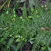 Asplenium bulbiferum x surrogatum - Image 3