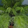 Asplenium bulbiferum x surrogatum