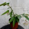 Begonia coccinea speciosa - Image 2