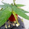Begonia coccinea speciosa