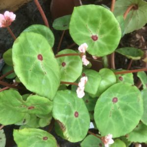 Begonia conchifolia var. rubrimaculata