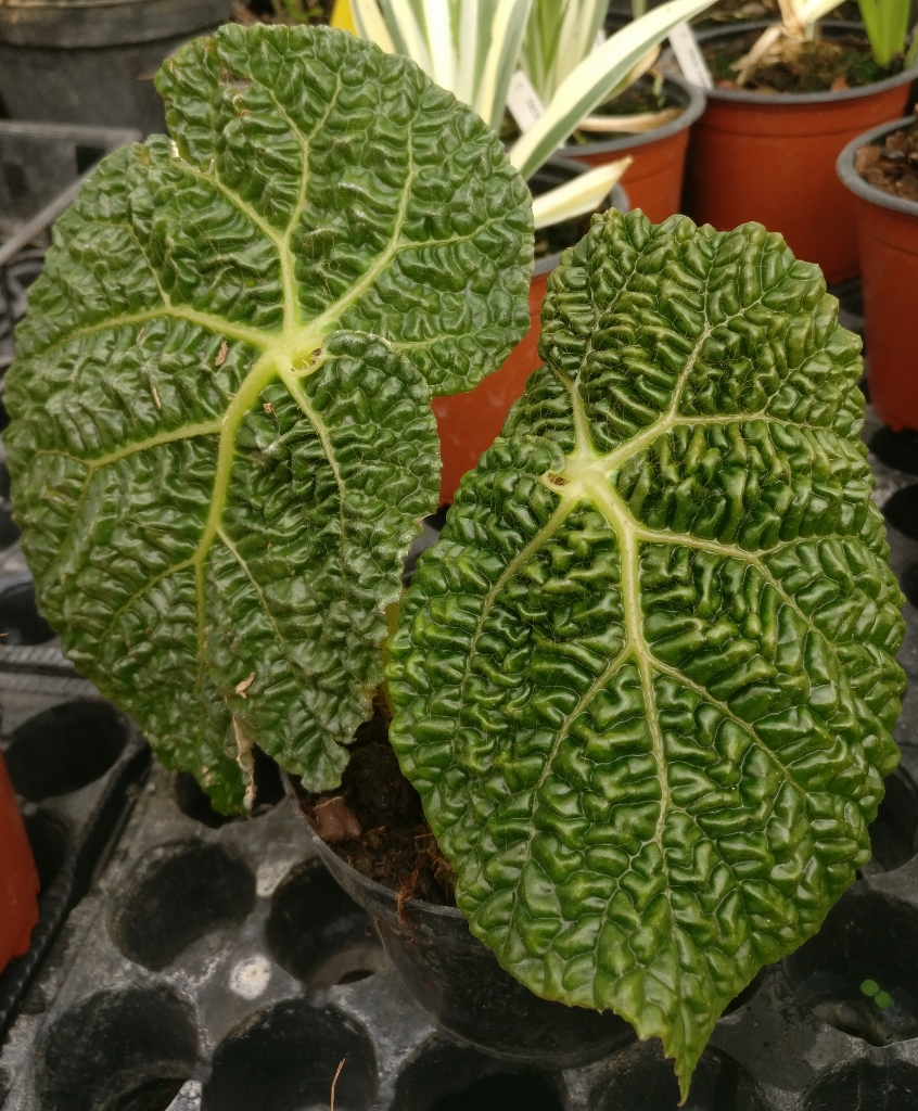 Begonia gehrtii - Pépinière Ezavin