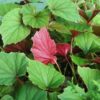 Begonia grandis 'Pourpre'