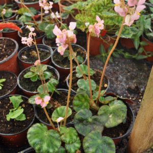 Begonia hydrocotylifolia