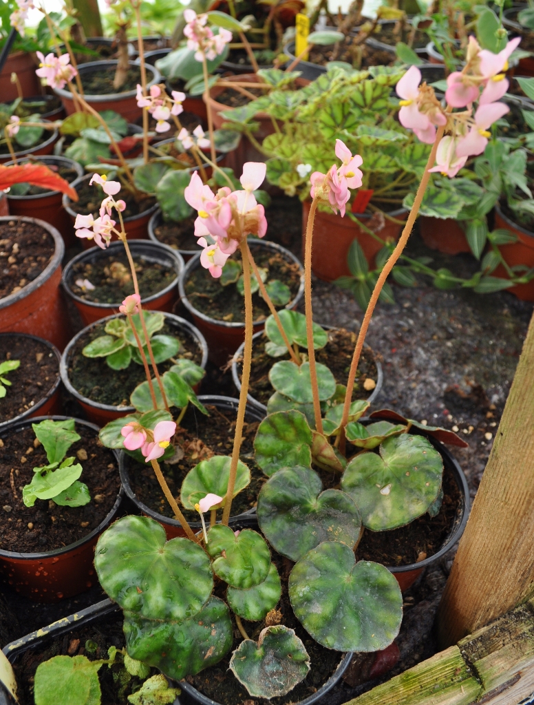 Begonia hydrocotylifolia