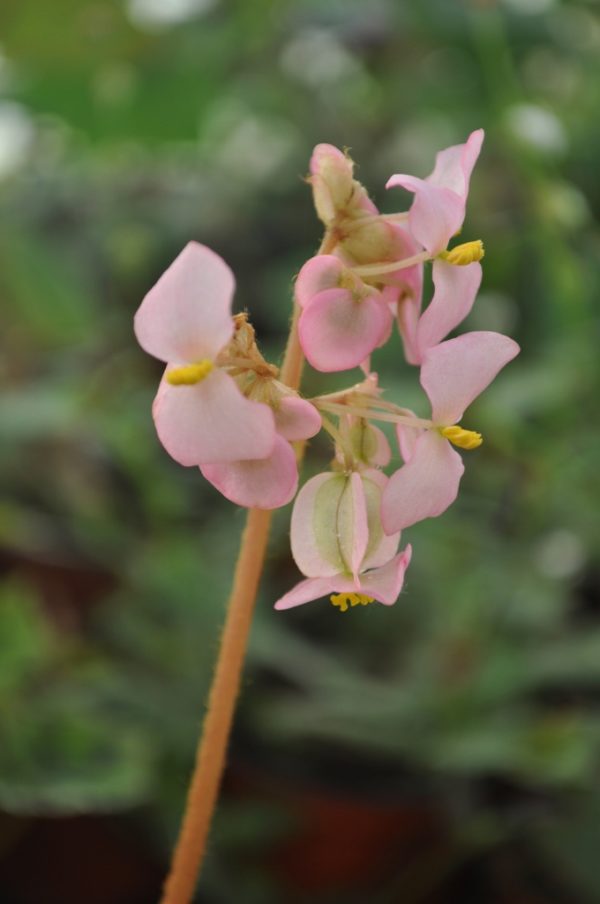 Begonia hydrocotylifolia – Image 3