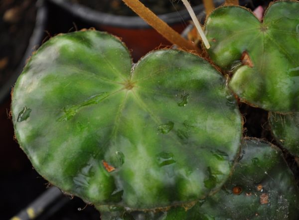 Begonia hydrocotylifolia – Image 2