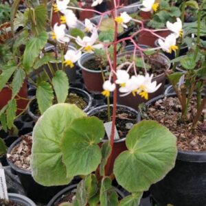 Begonia itaguassuensis