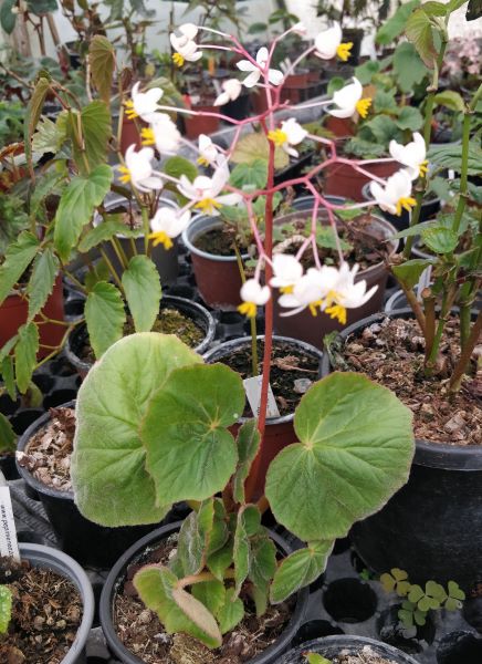 Begonia itaguassuensis