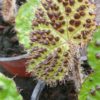 Begonia melanobullata – Image 2
