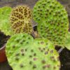 Begonia melanobullata – Image 3