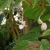 Begonia taiwaniana var. Albomaculata - Image 3