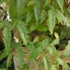 Begonia taiwaniana var. Albomaculata