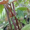 Begonia taiwaniana var. Albomaculata - Image 2