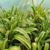 Billbergia aff. nutans 'Variegata'