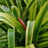 Billbergia aff. nutans 'Variegata' – Image 2