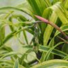 Billbergia aff. nutans 'Variegata' – Image 3