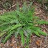 Blechnum appendiculatum - Image 4