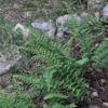 Cheilanthes alabamensis – Image 2
