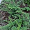 Cheilanthes alabamensis