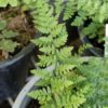 Cheilanthes alabamensis – Image 3