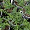 Cheilanthes alabamensis – Image 4