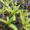 Crinum moorei 'Variegatum' – Image 2