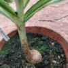 Crinum moorei 'Variegatum' – Image 4