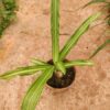 Crinum moorei 'Variegatum' – Image 3