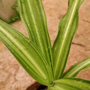 Crinum moorei 'Variegatum'