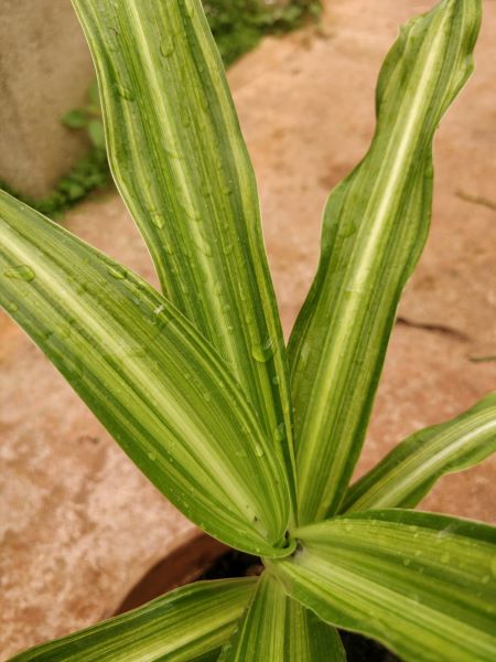 Crinum moorei 'Variegatum'