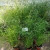 Cyperus alternifolius forme gracilis