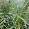Cyperus alternifolius forme gracilis – Image 2