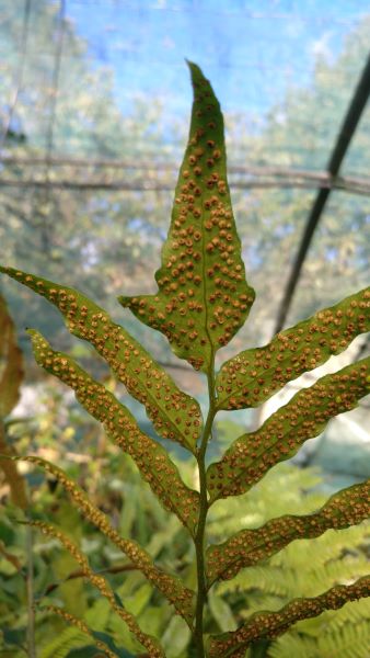 Cyrtomium fortunei – Image 5