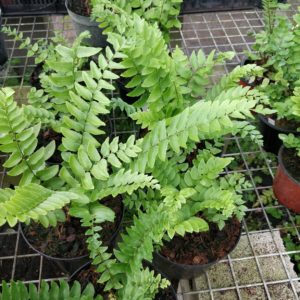 Cyrtomium lonchitoides