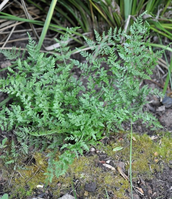 Cystopteris fragilis