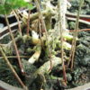 Davallia tyermannii - Image 3