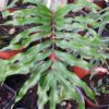 Drynaria rigidula