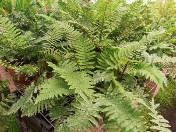 Dryopteris cycadina - Image 3