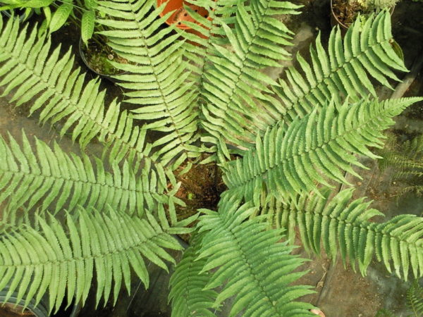 Dryopteris cycadina - Image 2