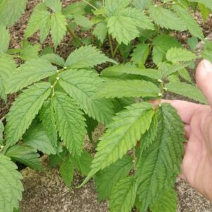 Elatostema umbellatum 'Dents de Kyoto'