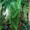 Goniophlebium subauriculatum 'Knightiae' – Image 6